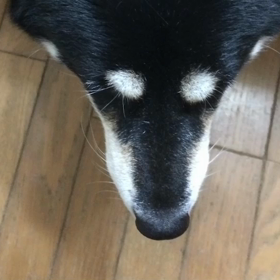 犬の寝言で釣果UP!?の画像