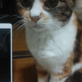 ねこ動画の画像