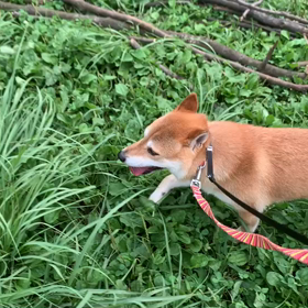 7月24日13わんこと2時間遠足　代々木公園表参道の画像