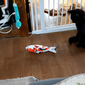 用心深いお猫様の画像