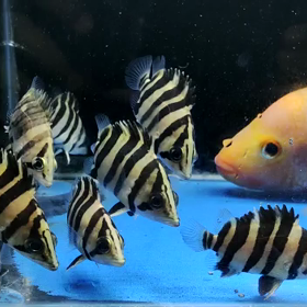 チビダド予約再開！の画像