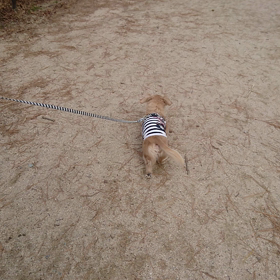 フリフリ～!犬(￣▽￣;)の画像