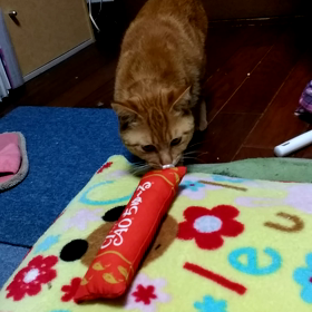 クリスマスプレゼントの画像