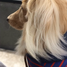 シナコ久々の出動☆の画像