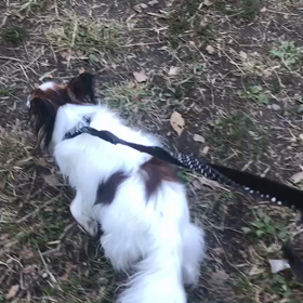 ♪お散歩動画♪代々木公園♪の画像