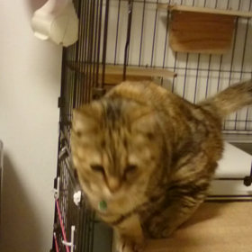 ご飯のアピール全開(^o^;)の画像