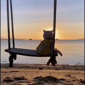 夕日を眺める猫の画像