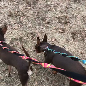 ♪お散歩動画♪代々木公園♪の画像