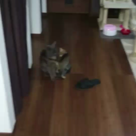 正式譲渡の画像