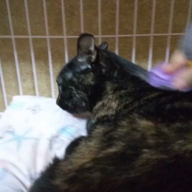 昨年秋は触れなかったし、進歩してるよねの画像