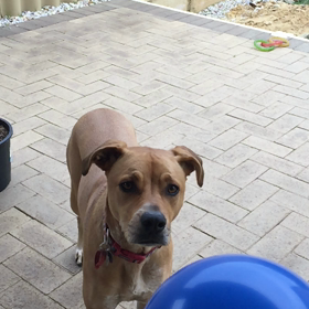 陸のサメの画像