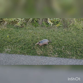 フロリダ旅行２０２１年末　アルマジロとヌーディストビーチの画像