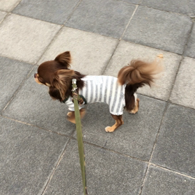 1人お散歩の画像