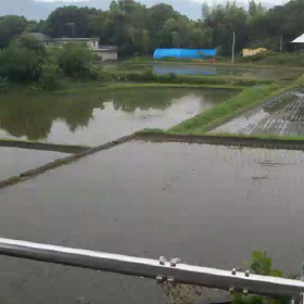 毎年カモの親子が何処からか遊びに来ますの画像