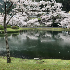 【おまけ】”桜満開ツーリング（人少なし）”の画像
