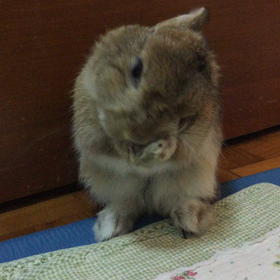 憧れのティモテの画像