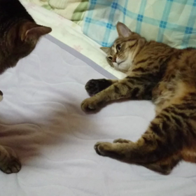 再譲渡日決まりましたの画像