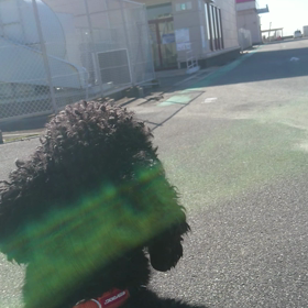 アズキ散歩(^^)の画像