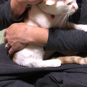 可愛いデコちゃん❤️里親募集中の画像