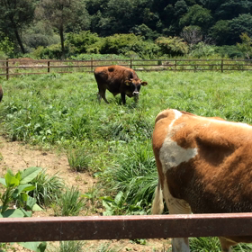 動画でーすの画像