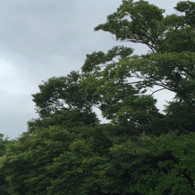 目覚ましはホーホケキョの画像