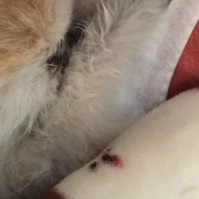 コロが亡くなりました。の画像