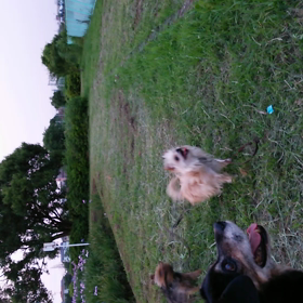 原っぱ～♪の画像