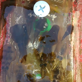 シーズンいんの画像