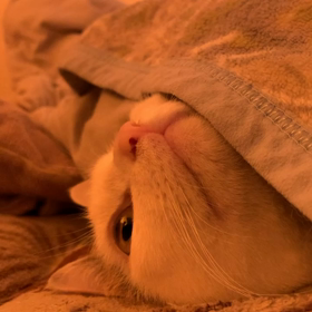 コロナで自粛　　我が家ののんびりにゃんにゃんにゃん。の画像