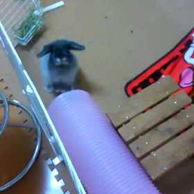 最近のはしゃぎっぷり動画の画像