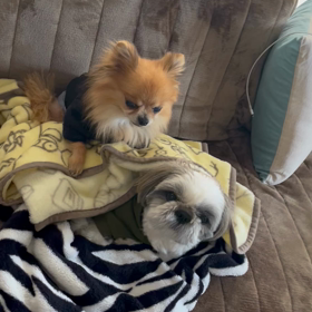 久々の嘔吐…元気はまぁまぁ？の画像