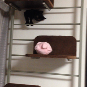 それはヘンだって！の画像