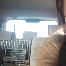 オカメインコのマルちゃんが歌った！！！の画像