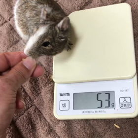 第303/304週 体重測定 その2の画像