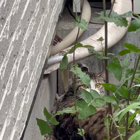 突然目の前にあらわれたの画像