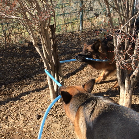 ギーコギーコ     キコリシェパの画像