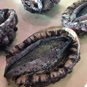 豊浜夕市の様子！真鯛が大漁！の画像