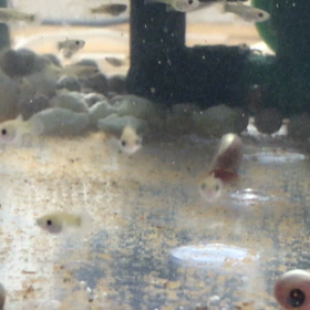 グッピー 稚魚の画像