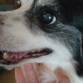 【敦盛】病院通いの記録の画像