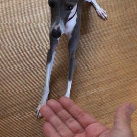 フードの前にの画像