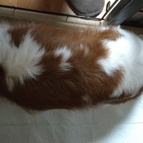 JOYちゃまその後と問題解決編の画像