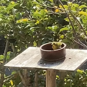 メジロ　さつまいも大好きの画像