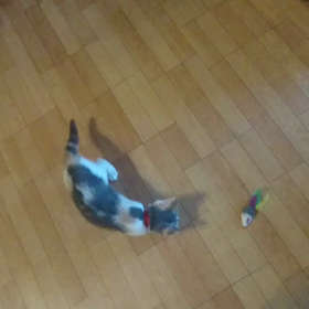 たまとネズミのオモチャの画像