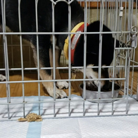 ご主人同様の画像