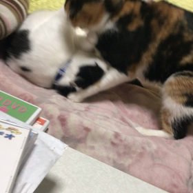 このぐらいにしておくにゃ〰の画像