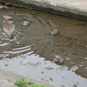 近所で癒されるの画像