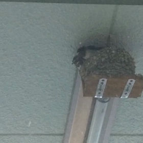 5羽から3羽にの画像