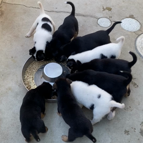 2022.05.03   子犬通信　生後35日の画像