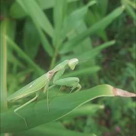 あら、この子は、、の画像