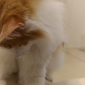 動画の画像